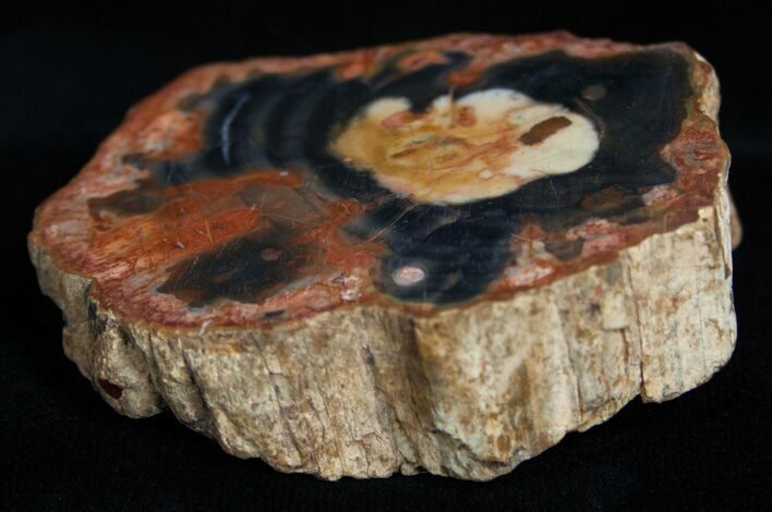 Petrified Wood - Limb Slice From Madagascar #2231